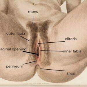 Labeled charcoal or pencil drawing of a vulva from the Wellcome Collection gallery. The vulva is not shaved, and legs are spread so that parts can be seen. Text labels and lines indicate (in counterclockwise order,) the mons, the outer labia, the vaginal opening, the perineum, the anus, the inner labia, and the clitoris.