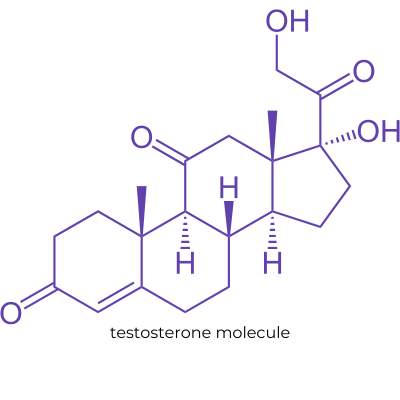 Line drawing in purple of a testosterone molecule. | QueerDoc hormonal transitions