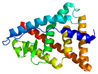 Estrogen receptors beta