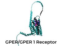 estrogen receptors GPER/GPER1`